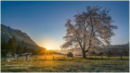 Fruehling-Sonnenaufgang-0467-21-05-04, Paradies Ennstal, Thomas Hofer, Landschaft, Bild, Foto, Aufnahme, Ennstal, Luftbild, Imagetrailer, Schladming Dachstein,, Ennstal Mitte, Prenten, Gemeinde Michaelerberg-Sankt Martin, Salza, Frühling, Sonne, Sonnenaufgang, alle Bilder, Wiese, Baum, Zaun,