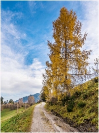 Gelsenberg, Herbst, Kleinsölk, Baum, Ennstal, Foto