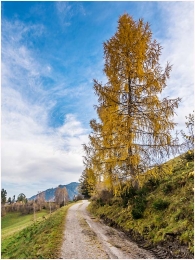 Gelsenberg, Herbst, Kleinsölk, Baum, Ennstal, Foto