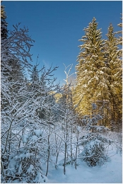 Sölktal, Winter, Schnee, Baum, St. Nikolai