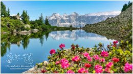 Spiegelsee-9334-20-07-13, Paradies Ennstal, Thomas Hofer, Landschaft, Bild, Foto, Aufnahme, Ennstal, Luftbild, Imagetrailer, Schladming Dachstein, Ennstal West, Dachstein, Spiegelsee, Reiteralm, Stadtgemeinde Schladming, Sommer, Blume, Almrausch, alle Bilder, Aussicht, Wasser, Alm, See, Spiegelung, Wasserspiegelung