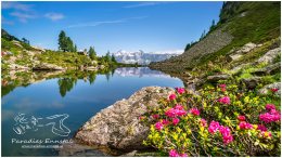 Spiegelsee-9777-20-07-13, Paradies Ennstal, Thomas Hofer, Landschaft, Bild, Foto, Aufnahme, Ennstal, Luftbild, Imagetrailer, Schladming Dachstein, Ennstal West, Dachstein, Spiegelsee, Reiteralm, Stadtgemeinde Schladming, Sommer, Blume, Almrausch, alle Bilder, Aussicht, Wasser, Alm, See, Spiegelung, Wasserspiegelung