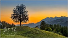 Abendstimmung-Gelsenberg-16x9-6648, Paradies Ennstal, Thomas Hofer, Landschaft, Bild, Foto, Aufnahme, Ennstal, Luftbild, Imagetrailer, Schladming Dachstein, Gemeinde Sölk, Gelsenberg, Ennstal Mitte, Kleinsölk, Sommer, alle Bilder, Wiese, Baum, Sonnenuntergang,