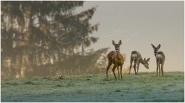 Mitterberg , Tier, Reh, Morgenstimmung, Ennstal, Foto