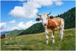 Gumpeneck-8822-21-07-31, Paradies Ennstal, Thomas Hofer, Landschaft, Bild, Foto, Aufnahme, Ennstal, Luftbild, Imagetrailer, Schladming Dachstein,  Ennstal Mitte, Gumpeneck, Gemeinde Sölk, Großsölk, Sommer, alle Bilder, Alm, Wiese, Tiere, Kuh