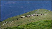 Gumpeneck-16x9-3468-22-07-25, Paradies Ennstal, Thomas Hofer, Landschaft, Bild, Foto, Aufnahme, Ennstal, Luftbild, Imagetrailer, Schladming Dachstein, Ennstal Mitte, Gumpeneck, Gemeinde Sölk, Sommer, alle Bilder, Berg, Aussicht, Schafe, Tiere