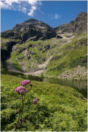 Sattental, Stierkarsee, Blume, Ennstal, Landschaftsfoto,