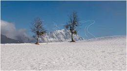 Kulm, Grimming, Baum, Schnee, Winter, Ennstal