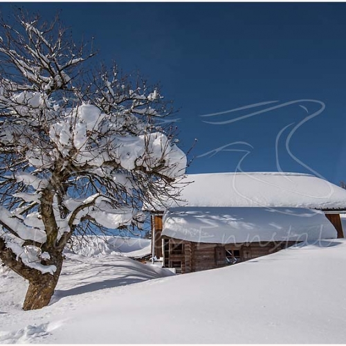 Gemeinde Michaelerberg-Pruggern, Ennstal Mitte, Pruggern, Winter, alle Bilder, Baum, Schnee, Hütte, Galsterbergalm, Pruggererberg, Schnee, Wandergebiet, Winterstimmung,Paradies Ennstal, Thomas Hofer, Landschaftsfoto, Landschaftsbild, Landschaftsaufnahme, Foto, Bild, Aufnahme, Ennstal, Luftbild, Luftaufnahme, Drohnenfoto, Panoramabild, Panoramafoto, 360 Grad, Imagetrailer, Pruggererberg 5927