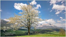 Frühling Gelsenberg 20_RII8297_04_26