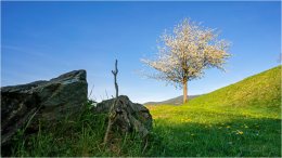 Frühling Gelsenberg 20_RII8309_04_26