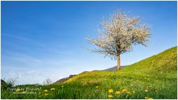 Frühling Gelsenberg 20_RII8312_04_26