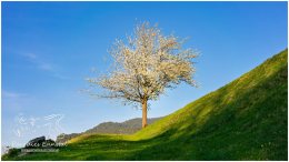 Frühling Gelsenberg 20_RII8330_04_26