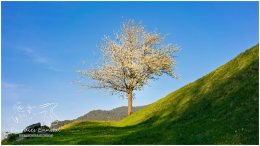 Frühling Gelsenberg 20_RII8330_04_26