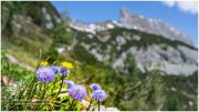 Tauplitzalm_21__R2A6014-1_06_18