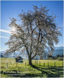 Frühling_Sonne_21_2_05_06