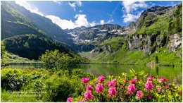 Obersee_Almrausch_21__A1_1890-1_07_04