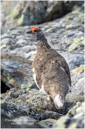 Hornfeldspitz_Schneehuhn_21__A1_3400-1_07_09