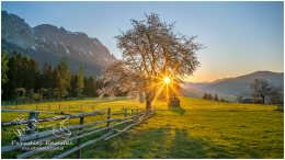 Frühling, Blüte, Sonnenaufgang, St. Martin, Grimming, Ennstal,  Baum,  Prenten