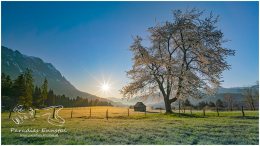 Frühling, Blüte, Sonnenaufgang, St. Martin, Grimming, Ennstal,  Baum,  Prenten